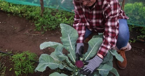 Senior woman taking care of her vegetables in the ecologic garden