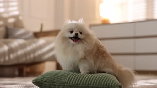 Cute fluffy Pomeranian dog sits indoors on pillow
