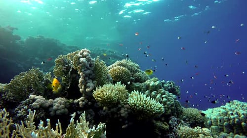Schools of Colorful Tropical Fish Swarm a Stunning Coral Reef Underwater Ecosystem