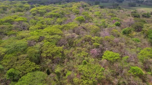 Stunning Aerial Turn Over Lush Tropical Forest with Vibrant Greenery