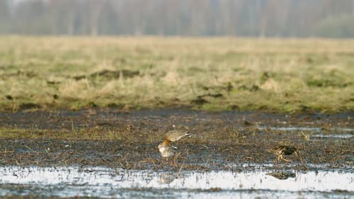 Black-tailed godwit and a flock of ruff birds during spring migration on wetlands flooded meadow fee