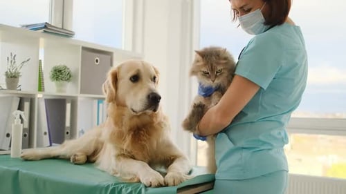Cat and Dog in Veterinary Clinic