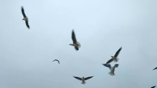 Seagulls Flying in Sky Many White Sea Gulls Flying in the Sky in Cloudy Weather