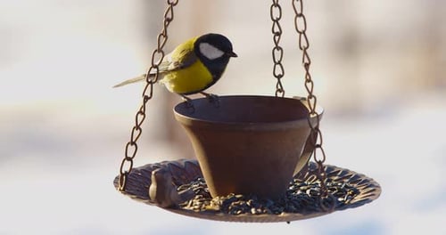 Winter Feeding of Small Birds Few Tit Parus Major Eating Seeds From the Feeder in Winter