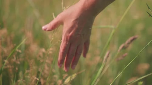 Rear View of Hand Brushing Barley in Sunlit Summer Field