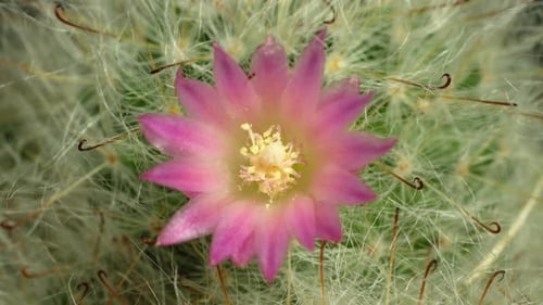 Cactus Flower Blooming Time Lapse