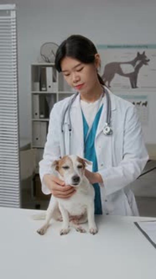 Veterinarian Examines Small Dog in Bright Clinic