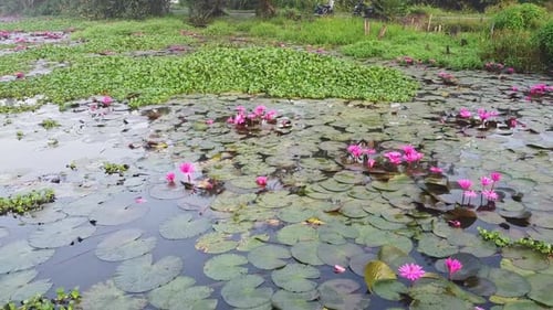 Among the plants Water lily , pond river sea, Water lily blooming, Beautiful aerial shot, group, Blo