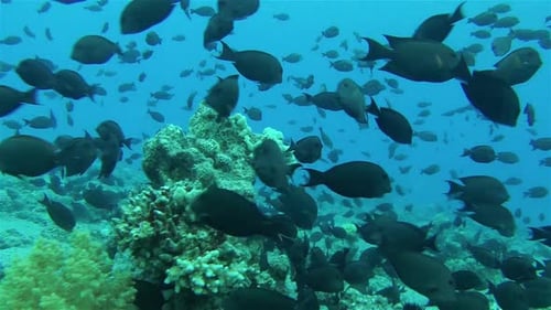School of Fish Swimming Over a Coral Reef