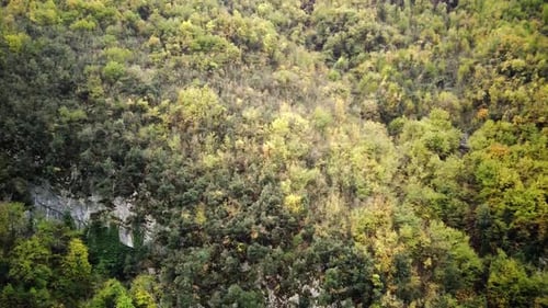 Aerial Drone Footage of an Autumn Forest