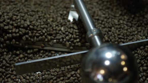Coffee Beans in a Roasting Machine