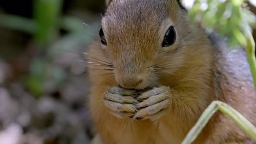 Adorable Squirrel Eating a Nut Close Up