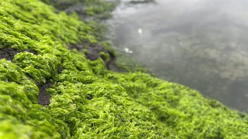 Algas y musgo que crecen en la orilla de una poza de marea en Oregón, EE. UU.