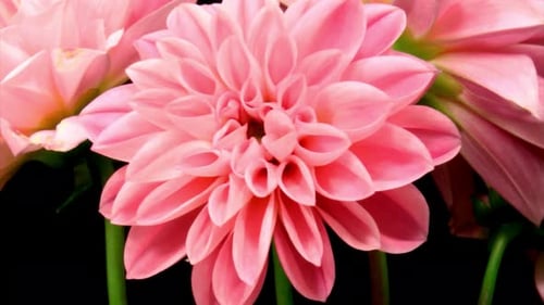 Épanouissement des fleurs, floraison des fleurs