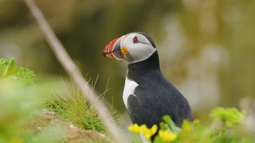 Close up Puffin shaking it's head with tongue sticking out, rousing, Slomo