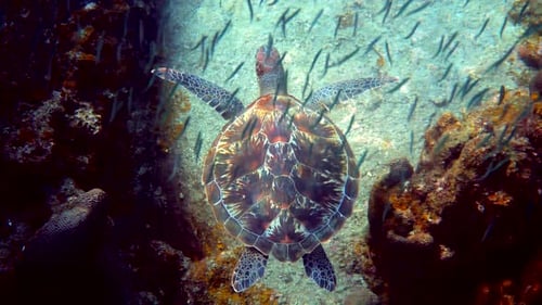 Sea Turtle Swims Under Water with Small Tropical Fishes on Background of Coral Reefs