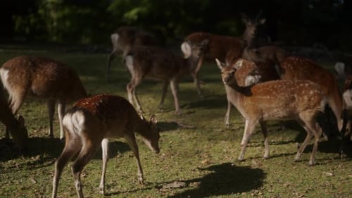 Herd of Deer Grazing in Forest Glade