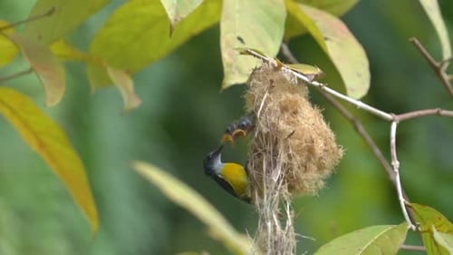 les têtes de deux bébés pics-fleurs à ventre orange regardaient dehors et leur père est venu nourrir les