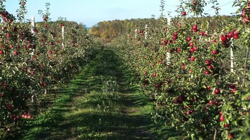 Apple Garden Full of Riped Red Apples