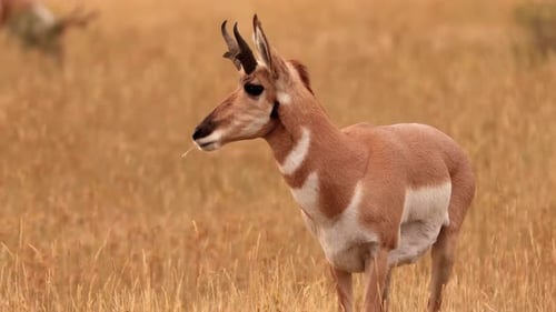 Pronghorn in Yellowstone National Park