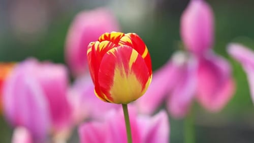 Tulip Bud Spring Bloom Red Tulip Bud Blooming Tulip Bud in Spring Garden Tulip Bud Natural
