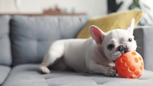 Close Up White Cute French Bulldog Playing with a Toy on Floor Young Dog House Face Banner Animal