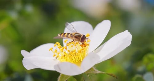 Bee Gathering Pollen on White Spring Flower