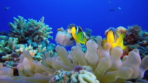 Tropical Underwater Clownfish and Sea Anemones