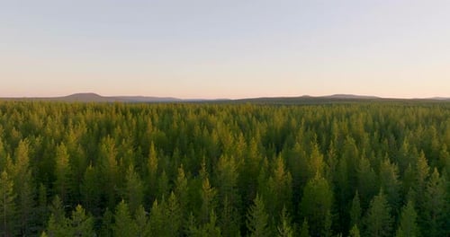 Flying Over Spruce Forest At Midnight In Lapland, Sweden. - aerial