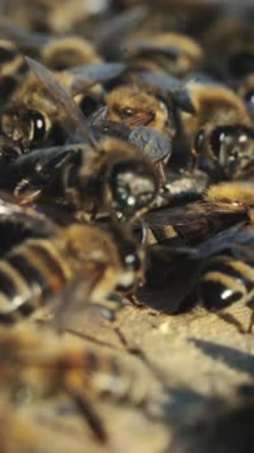 Close up view of the working bees on honey cells. Working bees on honeycomb.