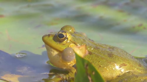 Levant frog Colling in water, Jerusalem, Israel