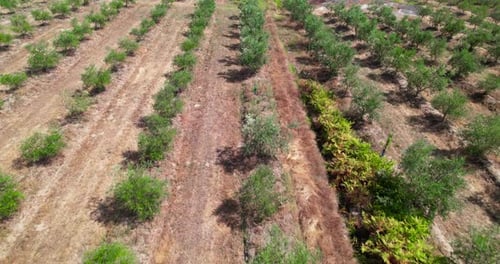 Olive Trees Drone