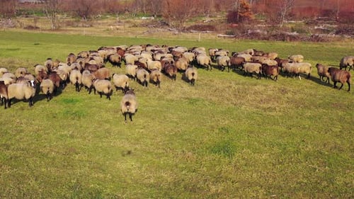 Group of sheep on nature. Herd of brown sheep animals walking on field to graze in a sunny day.