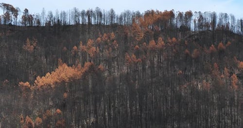 Burned forest, Cevennes National park, France