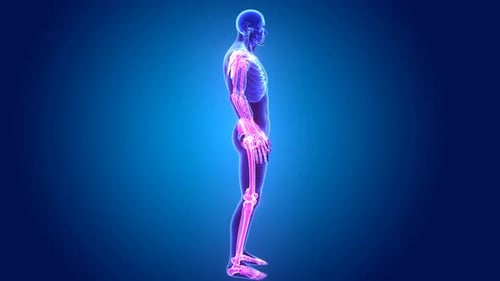 Die Anatomie des menschlichen Skeletts wird in blauer medizinischer Visualisierung dargestellt