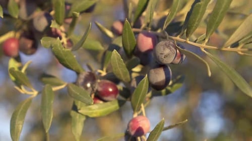 Slow motion close-up of olives in the olive tree ready to be harvested to make virgin olive oil. Con