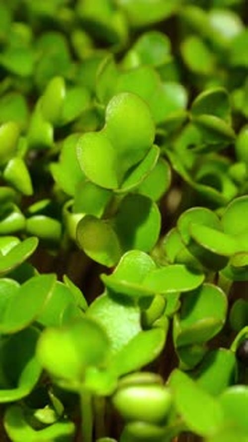 Bright Green Microgreens Growing in Soil, Close-Up