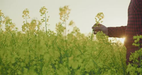Agricultor tocando canola amarela florescente ao pôr do sol