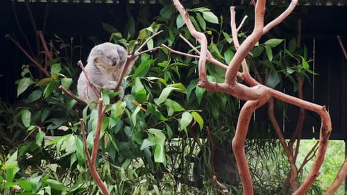 Zoom out on sleepy Koala Bear