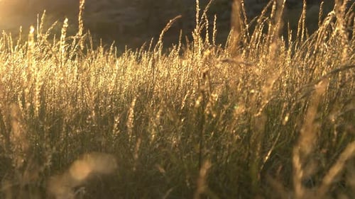 A wild field of reed blowing in the wind during a sunset in slow-motion.
