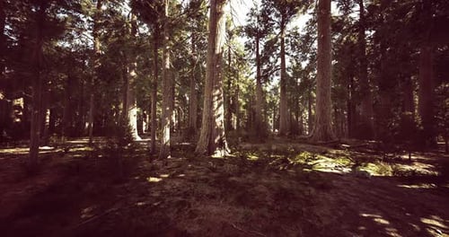 Sunlight Filters Through Tall Trees in a Serene Forest Setting