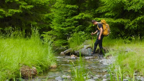 Tranquil Hiking Escape Rear View of a Man Trekking Through Green Forest