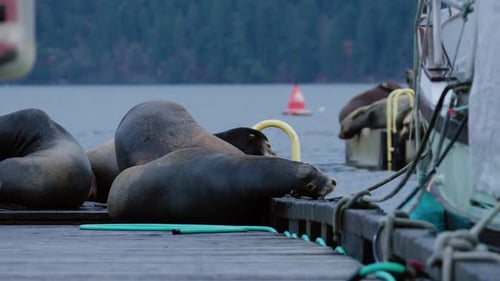 California Sea Lions Sleeping