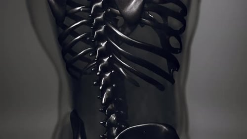 3D Human Spine and Pelvis Anatomical Scan Animation