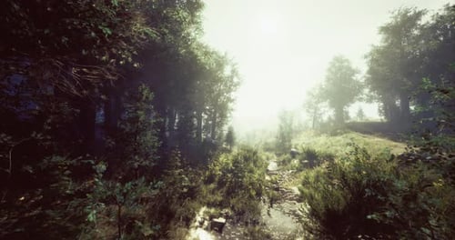 Sunlit Forest Pathway Leads Into Bright Misty Landscape with Lush Greenery