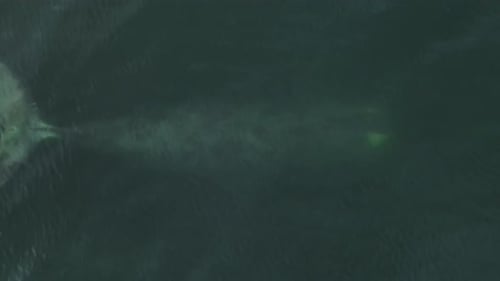 Aerial View of Whale Swimming in Ocean