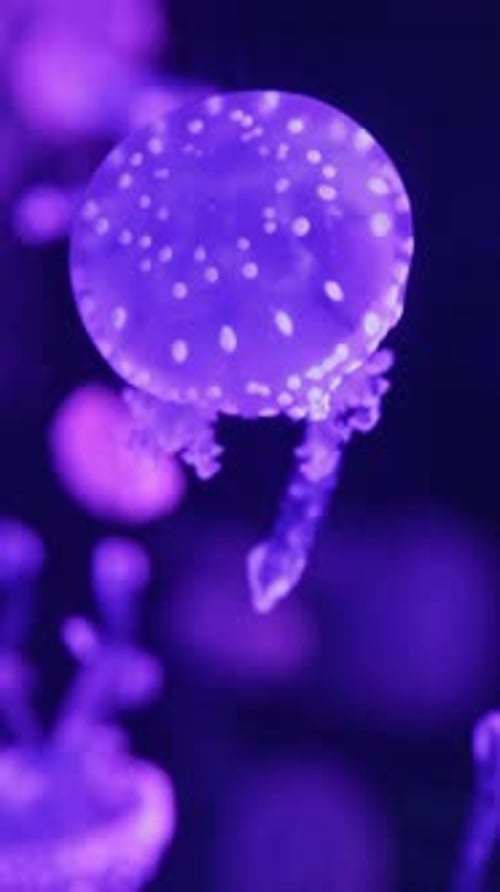 Mesmerizing Jellyfish Swimming Gracefully in Purple Light