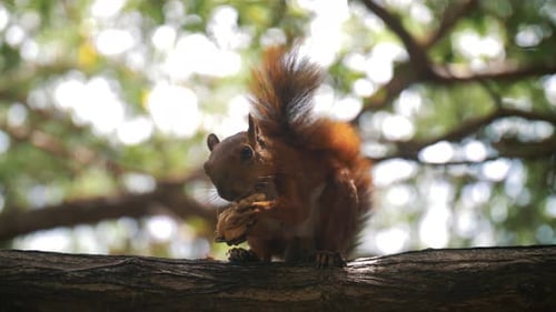 Furry squirrel eating a nut sitting on a branch of a tree in the park