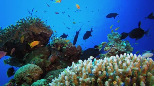 Colourful Tropical Reef Scene