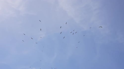 A Flock of Storks Circle in the Sky